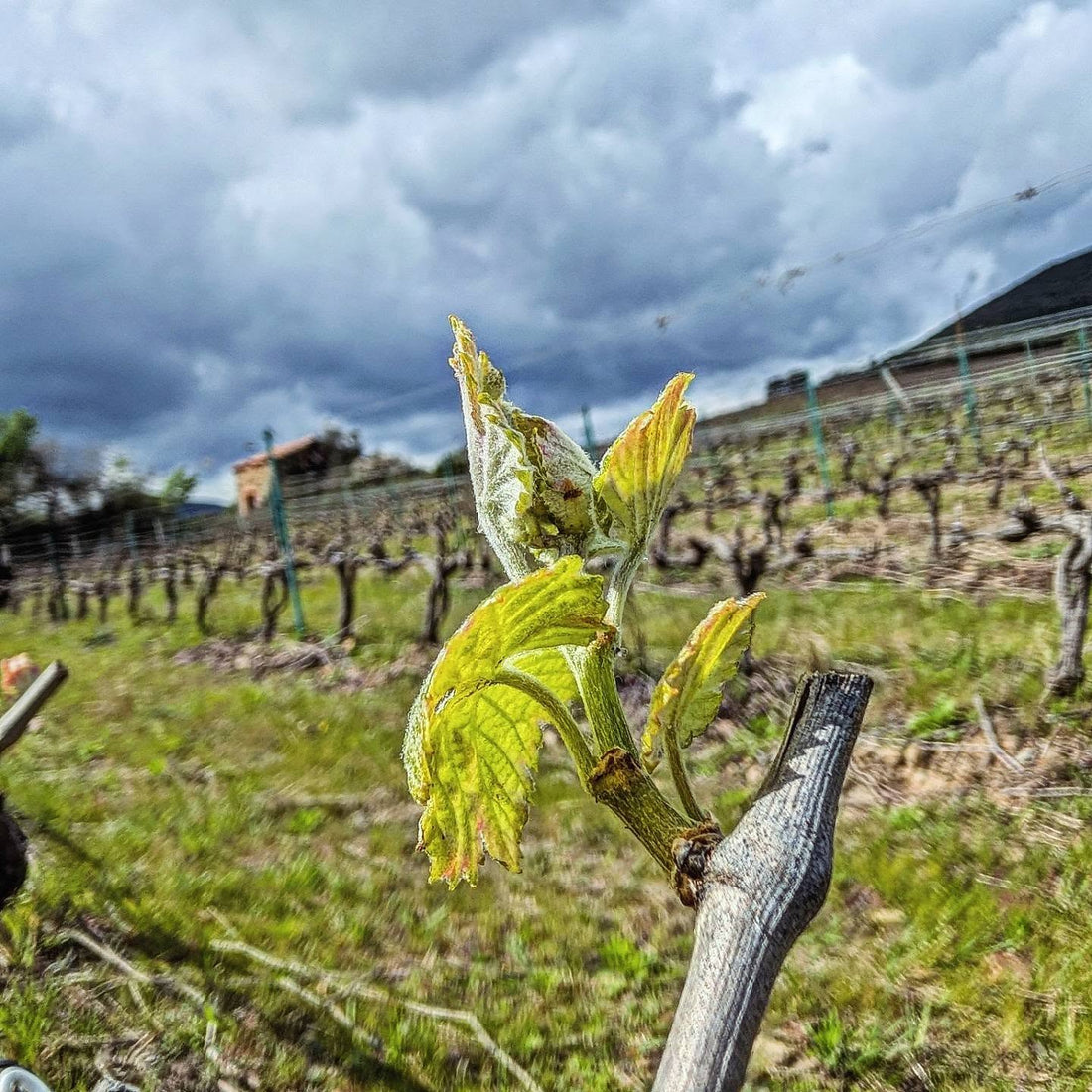 Premiers bourgeons de vigne au printemps sur les coteaux du Domaine de Cambis à Berlou, sous un ciel orageux du Haut-Languedoc.