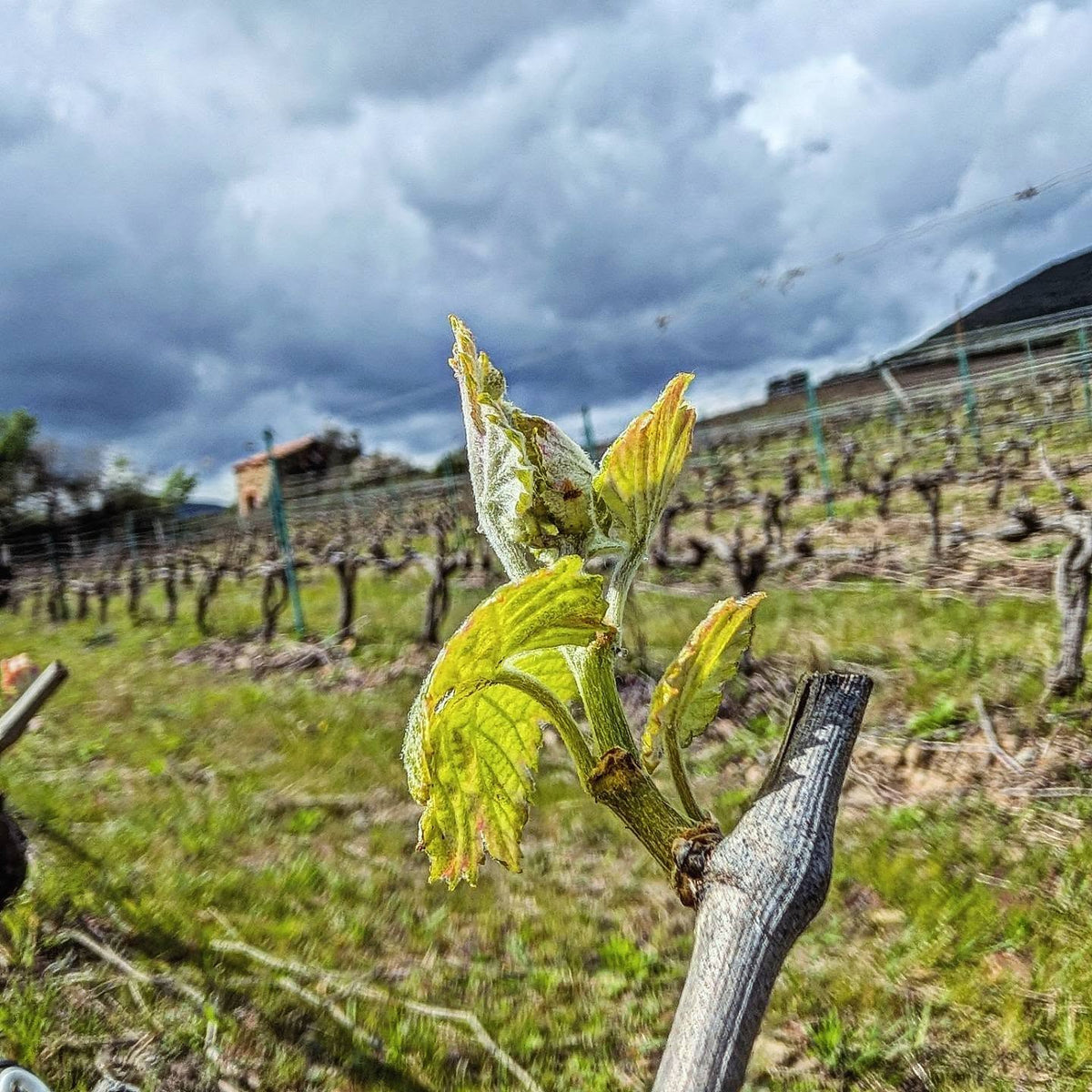 Premiers bourgeons de vigne au printemps sur les coteaux du Domaine de Cambis à Berlou, sous un ciel orageux du Haut-Languedoc.