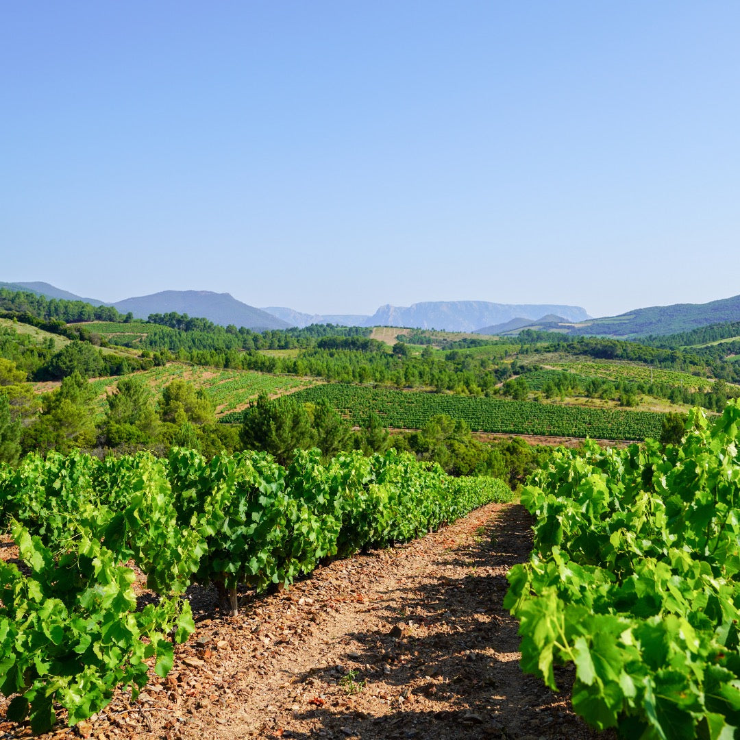 Randonnée à Berlou : l'Oenorando du Mas Blanc, 6 km au milieu des vignes de schiste