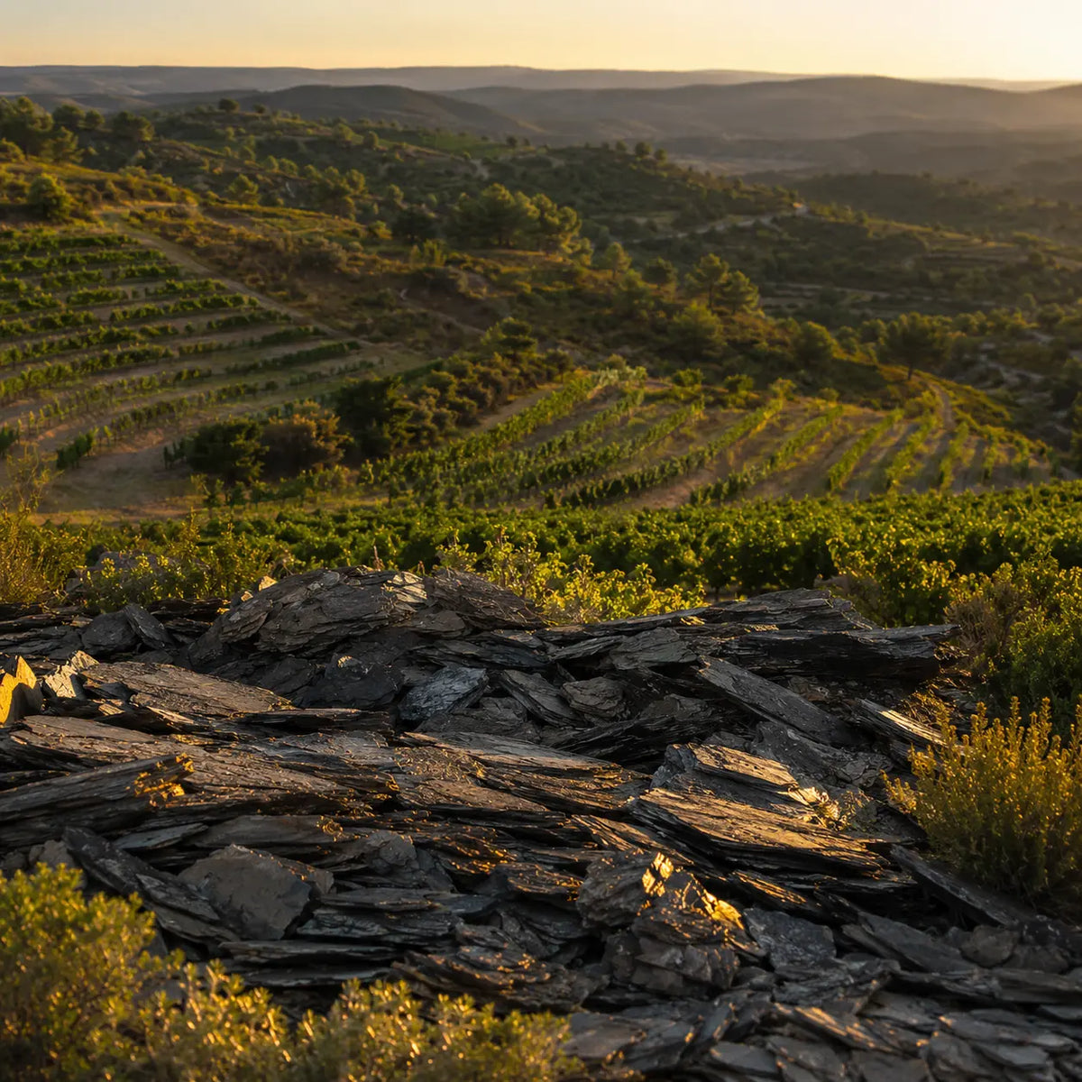 Vin de schiste : pourquoi ce terroir change le goût du vin