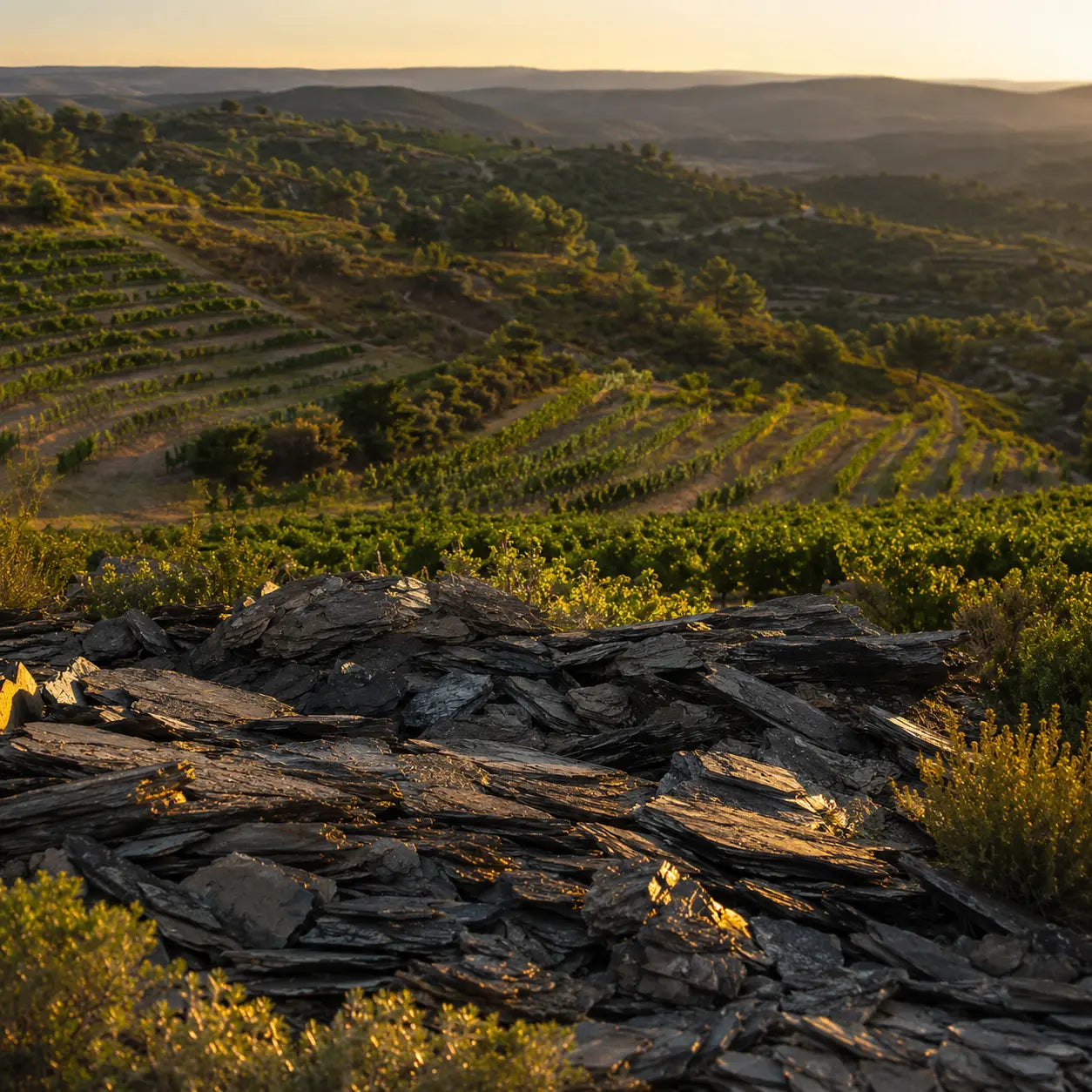 Vin de schiste : pourquoi ce terroir change le goût du vin