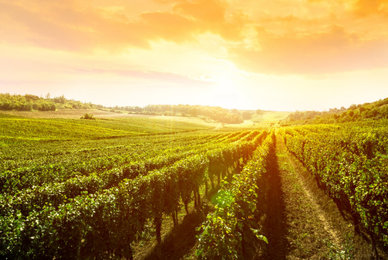 Vente de vin issu de la viticulture biologique