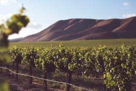 Des terroirs diversifiés : des plaines aux montagnes du Languedoc