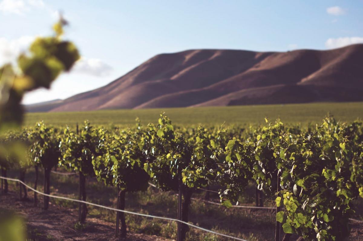 Des terroirs diversifiés : des plaines aux montagnes du Languedoc