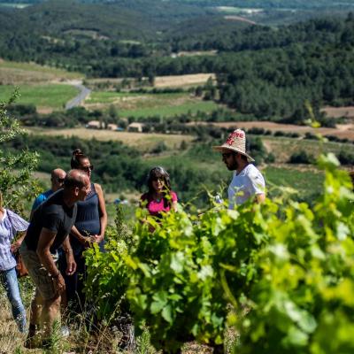 dégustation vins Languedoc