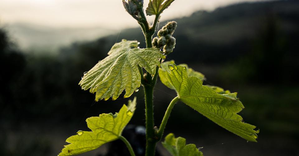 L'idée de terroir