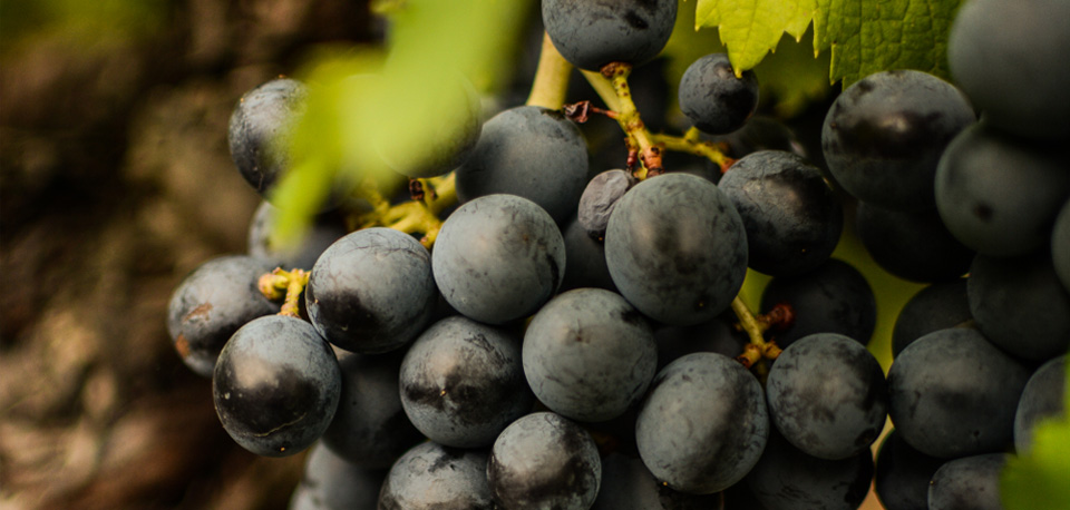 Le travail de la vigne